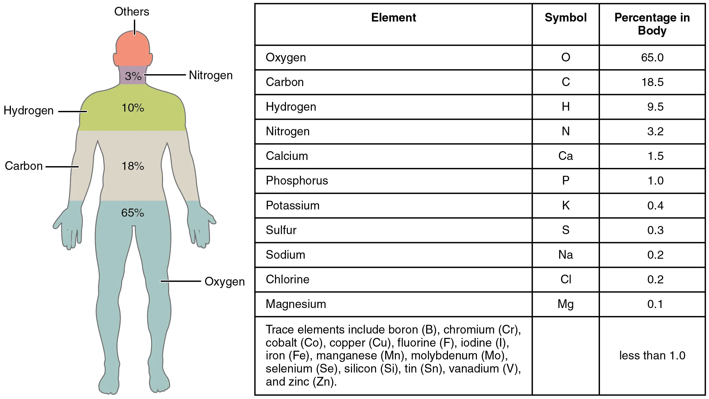 Proportions of various bioelements in the human body